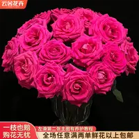 【云舍花卉】【弗洛伊德】单头玫瑰全场鲜花任意满两单及以上包邮发货