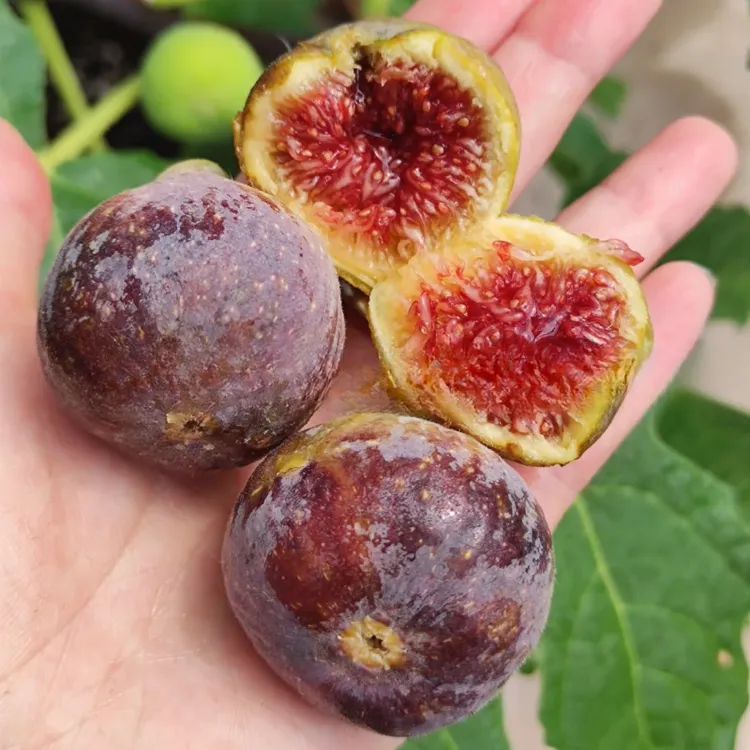 格莱斯无花果苗大糖心水蜜桃无花果树苗四季盆栽地栽苗