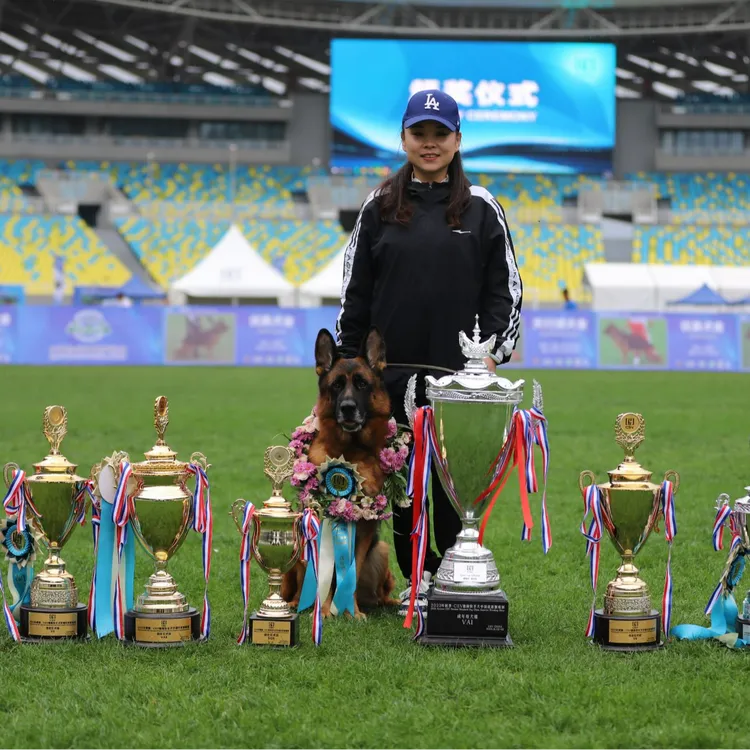 (CSV德通德国牧羊犬）狗狗宠物活体链接