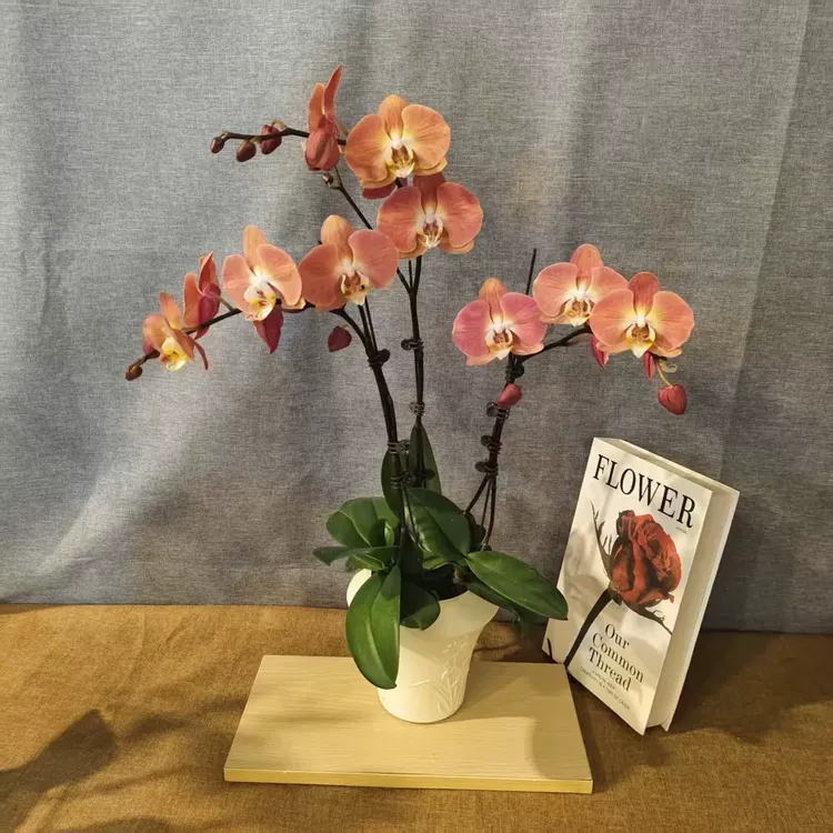 橘色系蝴蝶兰【三文鱼】组盆室内花卉绿植基地直发