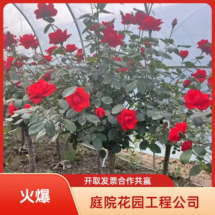 树状欧月北京红月季庭院花卉露台盆栽地栽南北方种植