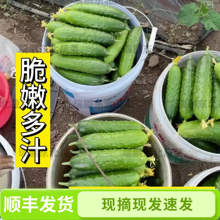 新鲜旱黄瓜直采直发清甜脆嫩爽口黄瓜现摘现发（顺丰发货）