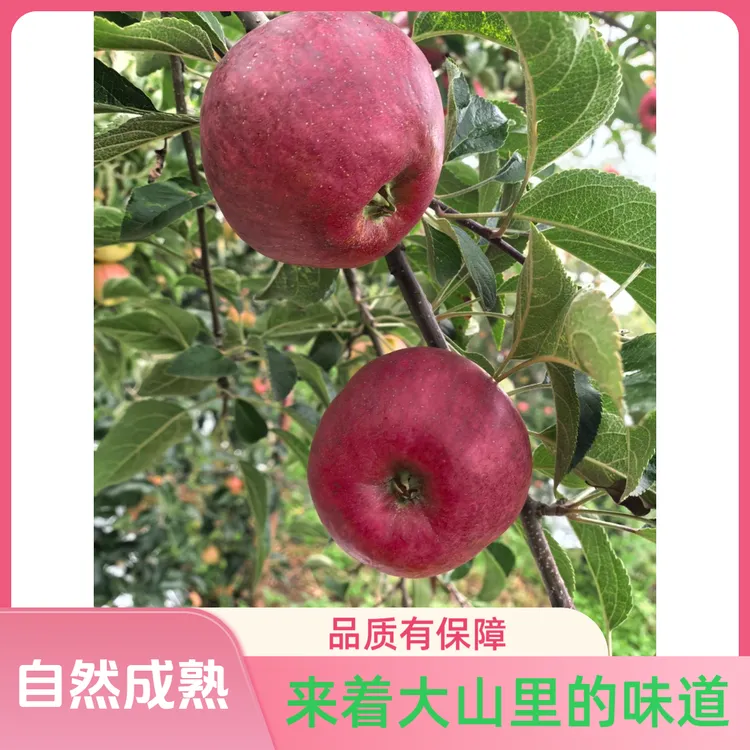 云南昭通—自然成熟红露苹果，新鲜水果采摘，脆甜多汁