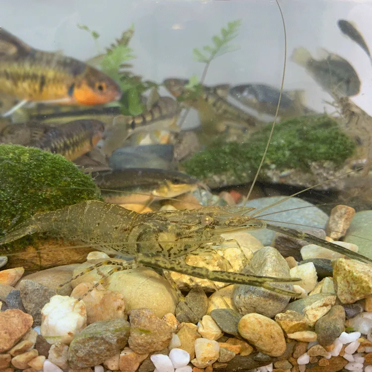 除藻除鱼便长臂虾工具虾冷水鱼观赏虾溪流缸活体虾