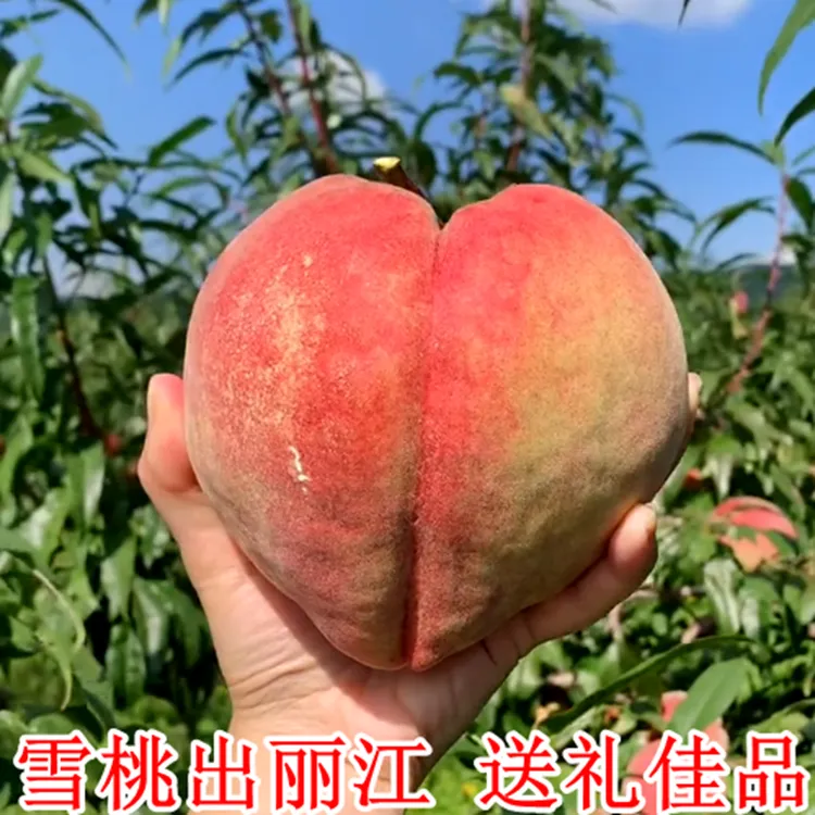 【甄选大果】正宗丽江雪桃鲜桃国宴桃脆甜多汁超大果5斤装桃中贵族