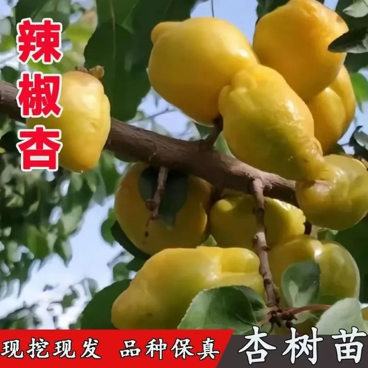 新品种晚熟杏子苗辣椒杏树苗辣子杏苗耐寒南北方庭院种植当年结果