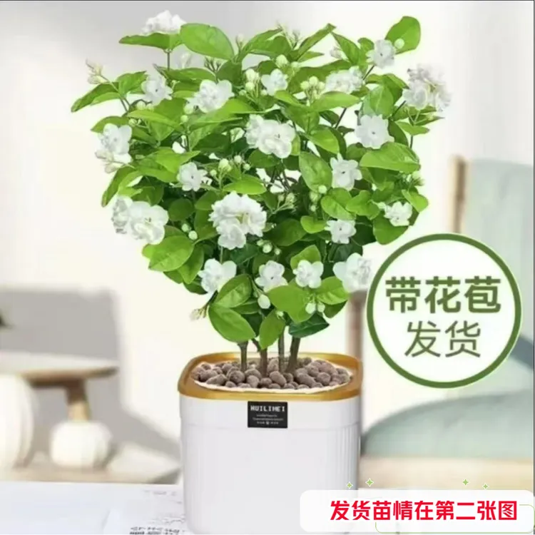 【带盆发货带花苞精品茉莉】重瓣茉莉花盆栽可室内外种植浓香好养活