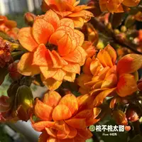 灵雀 大花重瓣长寿花盆栽室内阳台观赏植物