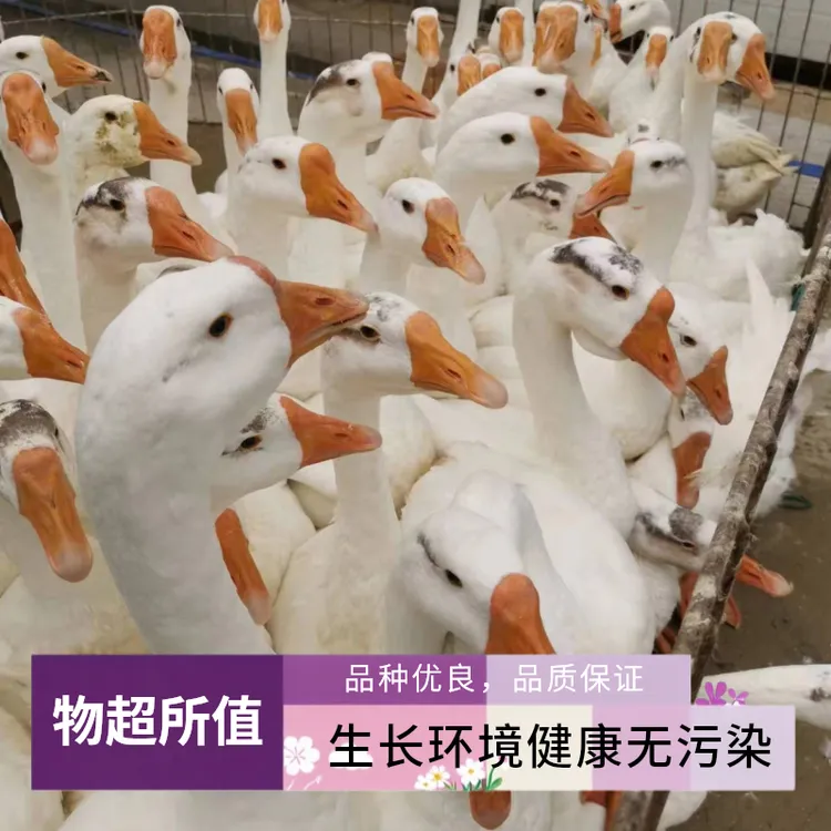 放养皖西大白鹅每天现杀肉质新鲜