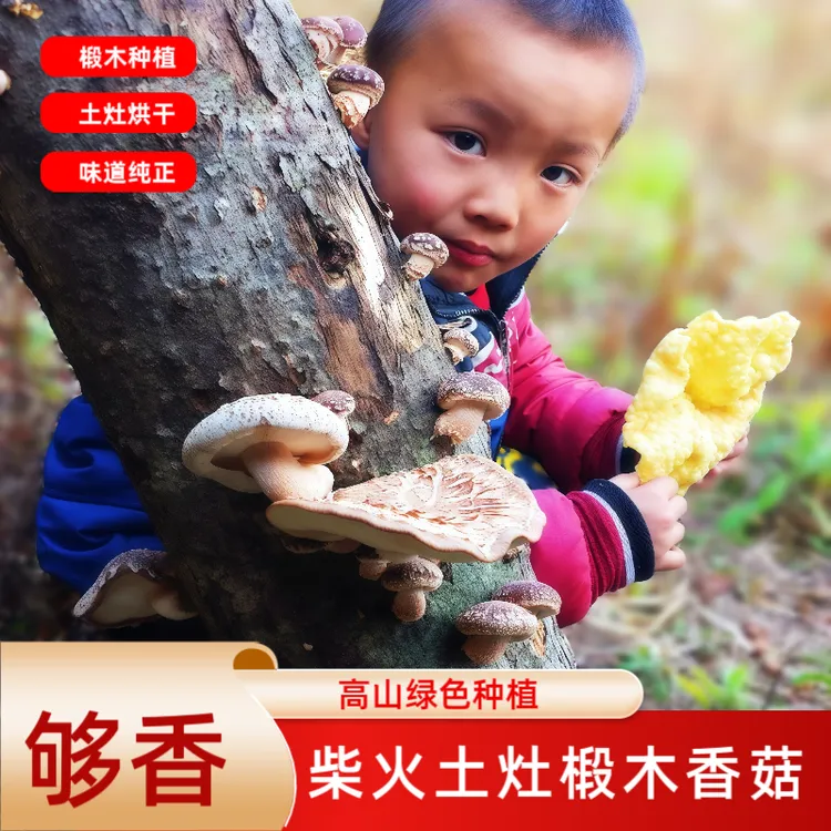 1正宗高山农家柴火土灶烘干椴木香菇广东粤北河源土特产干货礼品