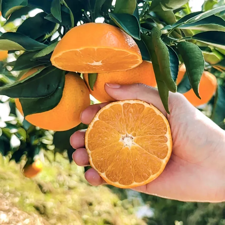 【京东直达】江西井冈山五斤爱媛果冻橙整箱手剥橙当季新鲜水果橙子