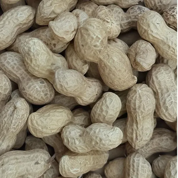 2025年新晒干生花生带壳（精品手挑果）农家原汁原味原生态新鲜果