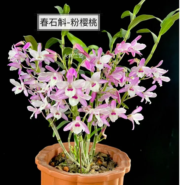 永祥兰艺 春石斛粉樱桃爆花款新手入门 首选品种