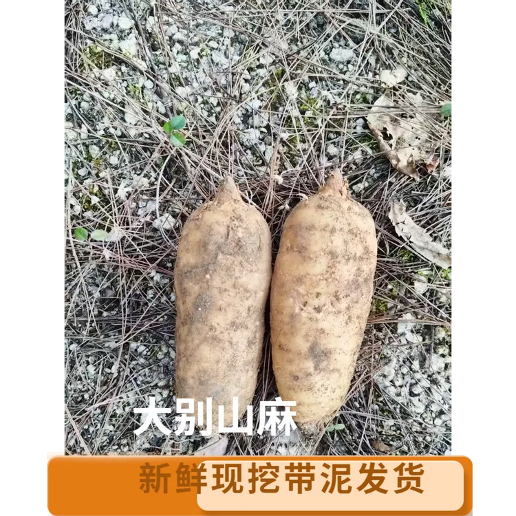 大别山新鲜天麻。高山林下种植