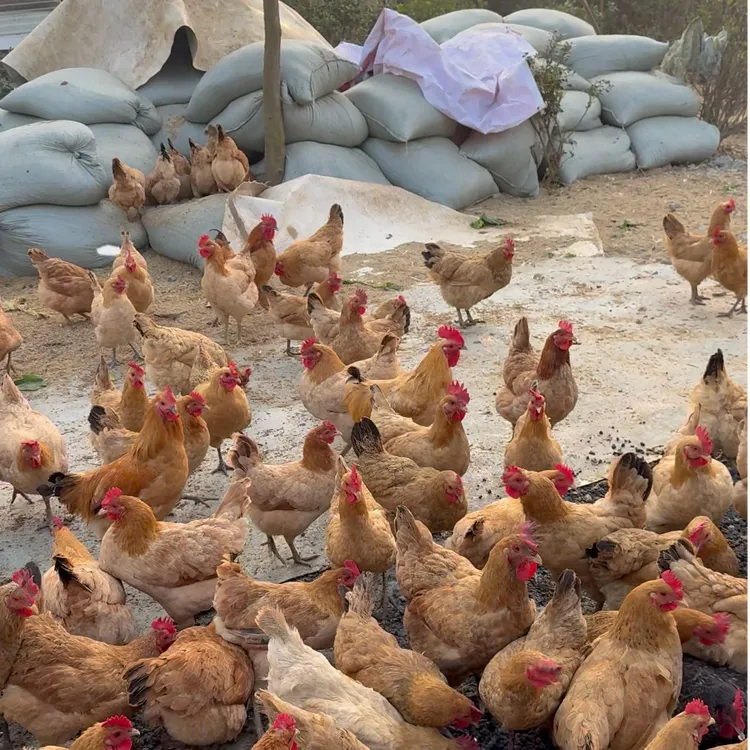 树林散养老母鸡、粮食香味