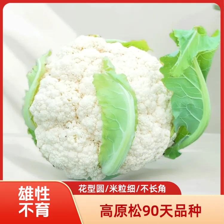 松花菜花椰菜花白花菜/种子花菜有机花菜/有机花/高原松90天品种