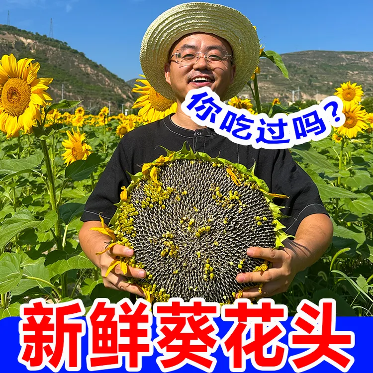 新鲜葵花盘新鲜现摘向日葵带盘原味生葵瓜子孕妇零食带盘生瓜子