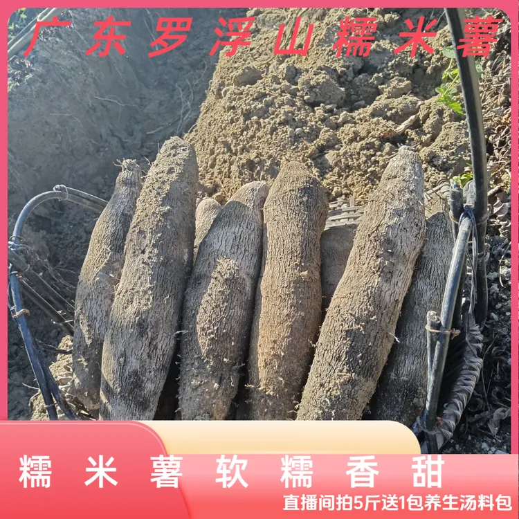 糯米薯山药淮山广东罗浮山横河镇当季土特产软糯香甜