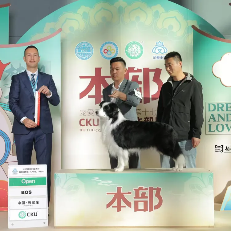 亮悦边牧犬舍活体全款链接005