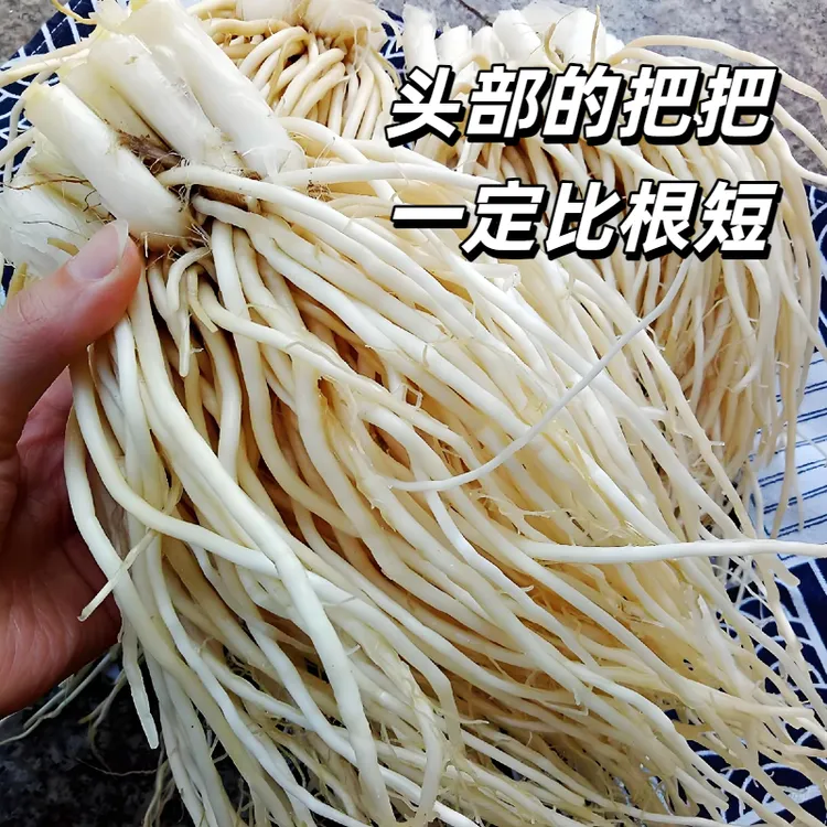 云南新鲜现挖苤菜根佤味鸡爪配菜撇菜根
