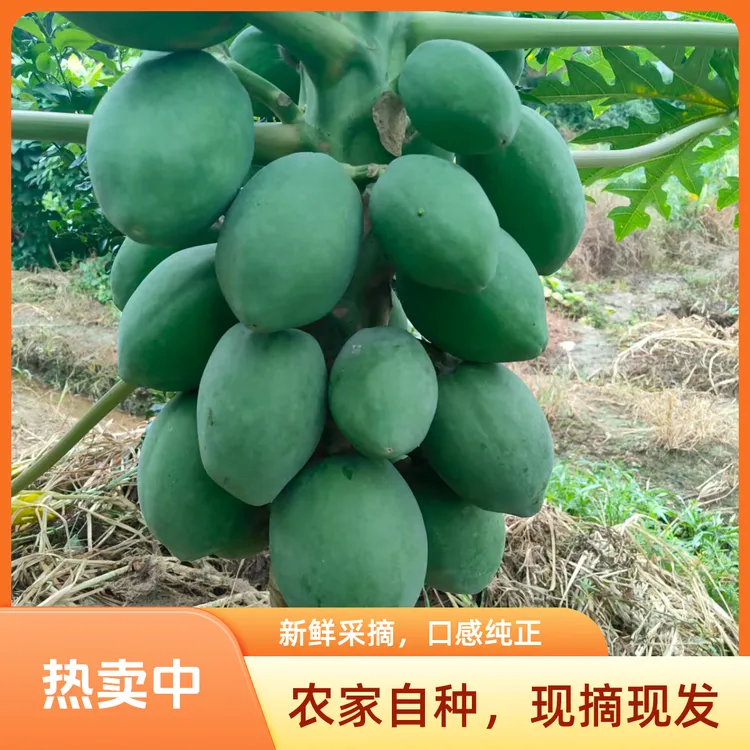 广西青木瓜新鲜现摘产妇蔬果木瓜煲汤凉拌清炒农家自种非水果木瓜
