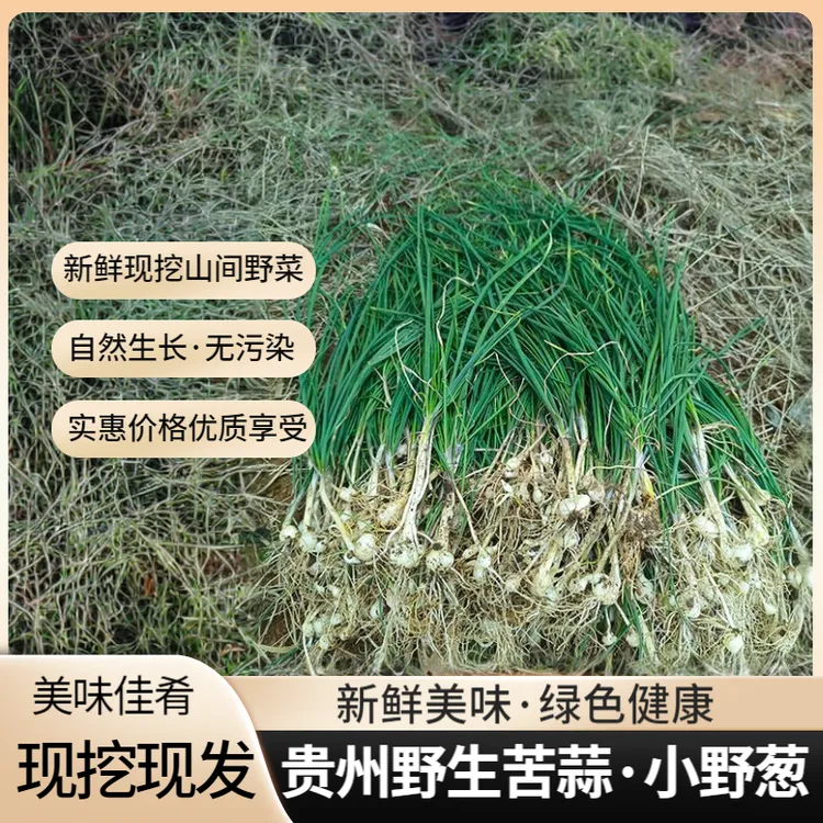 贵州现挖野生苦蒜深山小野葱野胡葱小根蒜新鲜薤白野小蒜下饭野菜