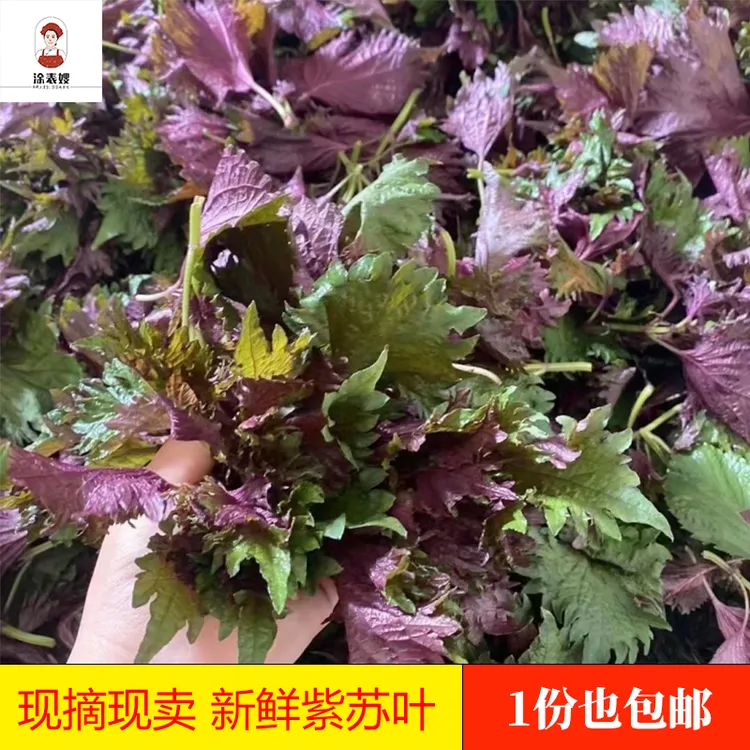 江西农家紫苏 新鲜现摘食用紫苏叶 龙虾鱼虾蟹去腥提香调味菜