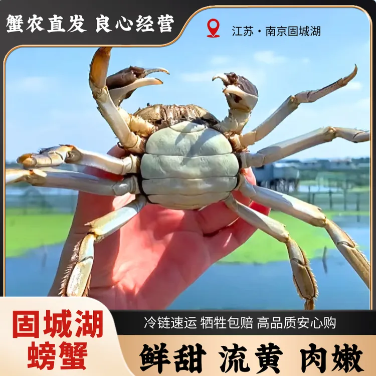 【4两公+3两母】8-10只 固城精品大闸蟹 鲜活大螃蟹