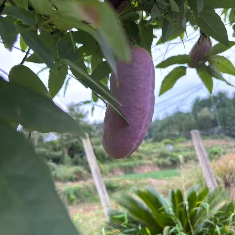 贵州三穗高坡当季水果八月瓜