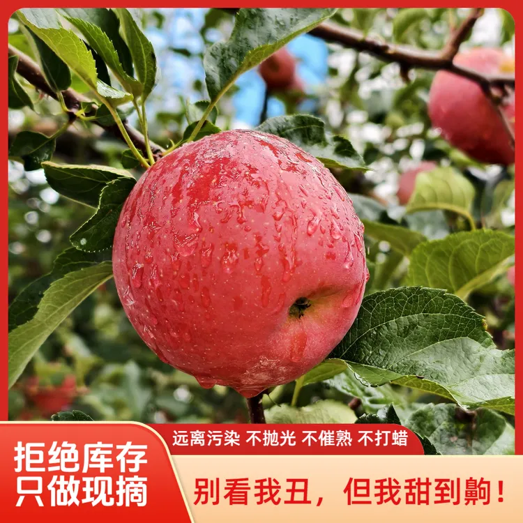 正宗昭通丑苹果应季水果现发脆甜云南昭通糖心苹果昭通丑苹果云南