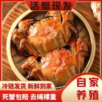【活蟹现发】精品大闸蟹全母蟹3.0两8/10只装礼盒 冷链包邮秋觅阳澄
