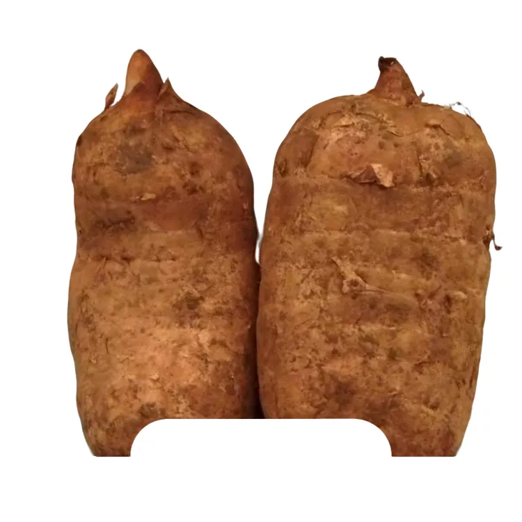 云南昭通镇雄新鲜天麻带泥现挖可煲汤泡洒天麻正宗仿野生