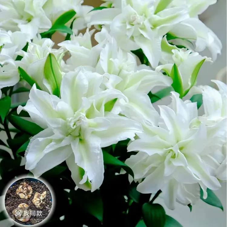 【女王/周长14/16】进口重瓣香水百合种球1颗【带浓香味】大花型