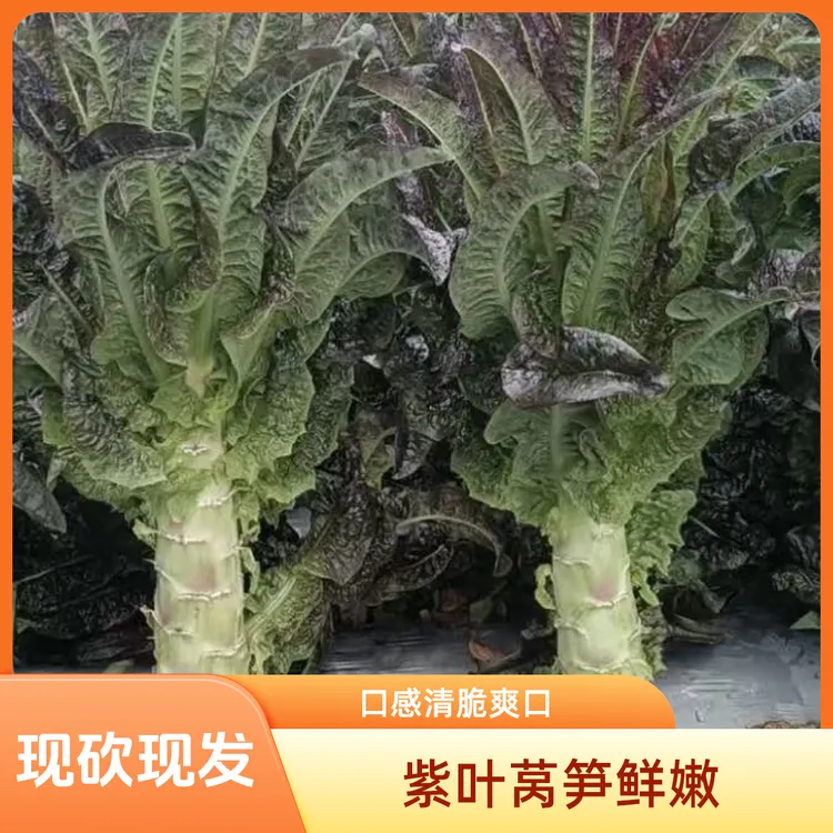 云南露天种植新鲜紫叶莴笋自然成熟现砍现发应季蔬菜火锅蔬菜