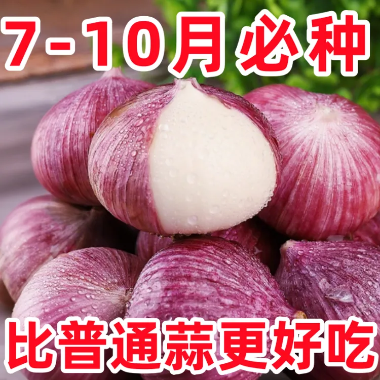 紫皮独头蒜种子红根蒜苗种孑农家大蒜种籽四季种植蒜苔蔬菜种盆栽