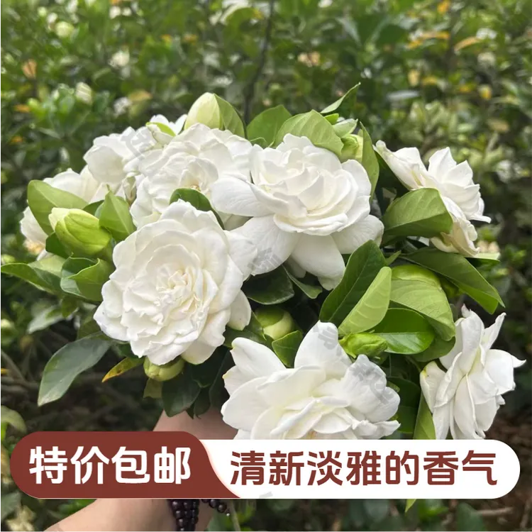 【直播间福利】现摘鲜切栀子花二栀子重瓣浓香型室内水培插花鲜花四