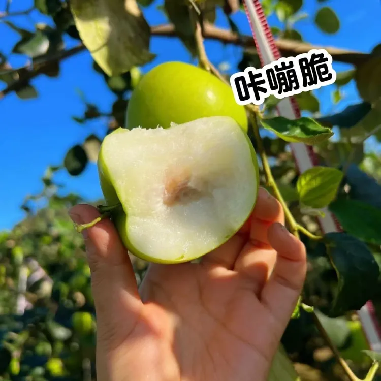 （花皮果）云南西双版纳高原苹果枣头茬脆甜多汁皮薄肉厚新鲜采摘