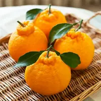【散装】5斤【不知火丑橘】果粒饱满爆汁，脆嫩多汁，清甜 四川省