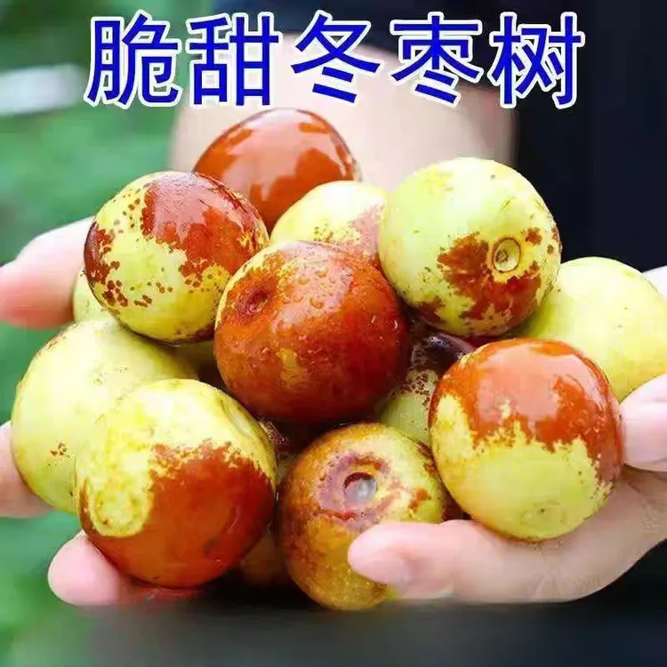 枣树活苗嫁接冬枣地栽果树果苗当年结果北方南方大枣超甜特大庭院