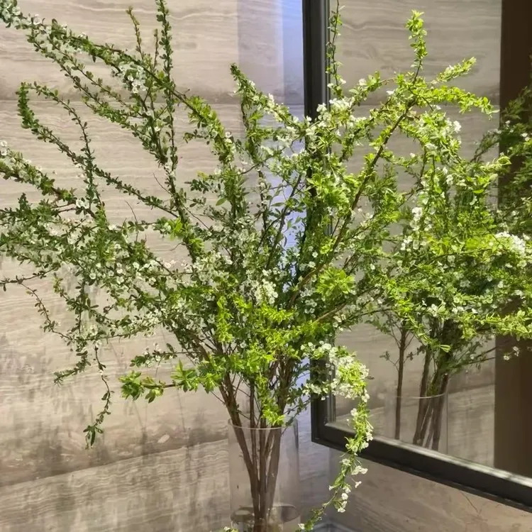 鲜枝雪柳鲜花基地直发精选雪柳耐寒遇水开花水培植物发芽爆盆