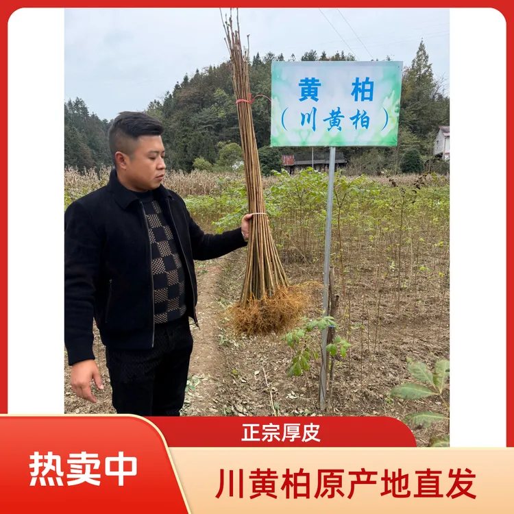 优质正宗黄柏苗快速生长超大厚皮黄柏树苗