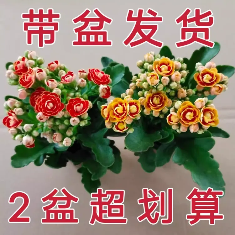 长寿花盆栽重瓣金狐狸大花带花苞室内绿植四季好养的花卉植物花苗