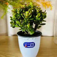 摇钱树老桩多肉带盆带土好种好养心花怒放财源滚滚来适合新手
