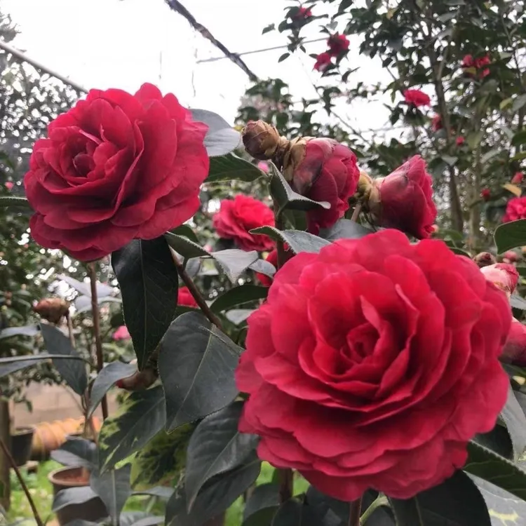 朱砂紫袍云茶名贵品种茶花小苗室内外盆栽观花植物