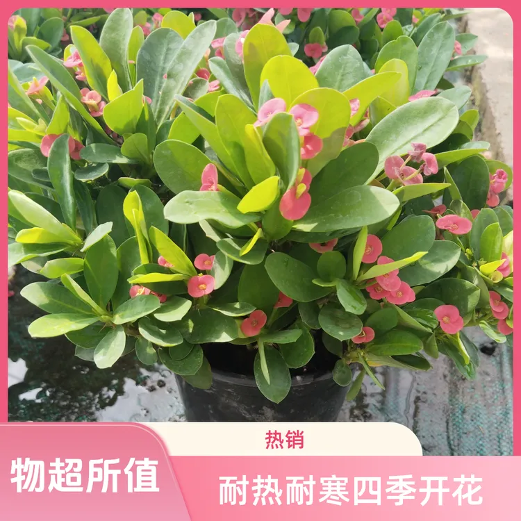 四季开花铁海棠重瓣虎刺梅盆栽耐热耐寒好养易活开花网红植物花卉