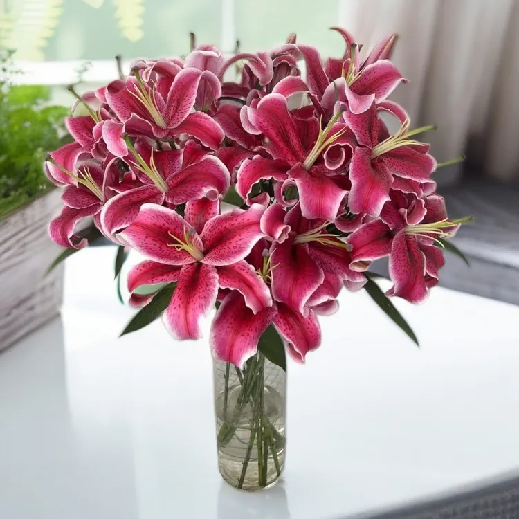 云南基地黑美人香水百合单瓣花卉鲜花批发水养易活送保鲜剂顺丰