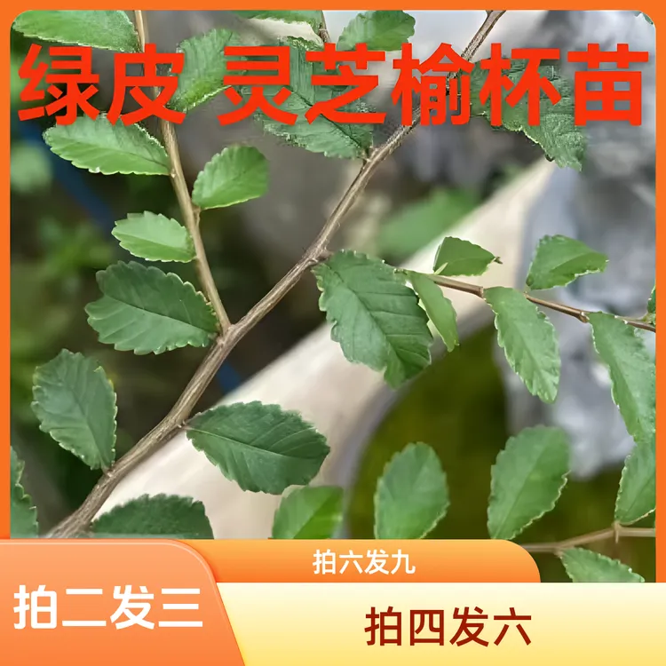 附石专用灵芝榔榆杯苗正宗小叶榔榆苗小叶榔榆苗发货热卖实物