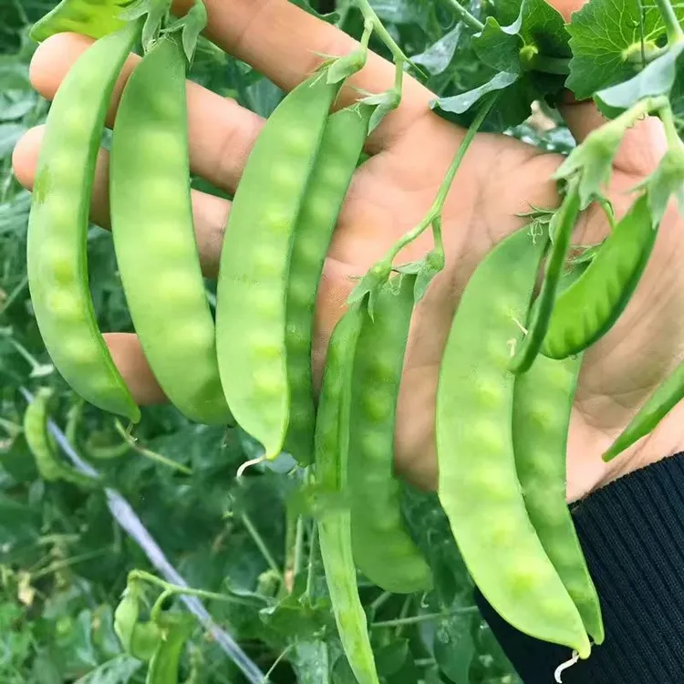【不搭架双花双荚荷兰豆种子】吃荚菜豌豆高产耐寒秋冬蔬菜种子