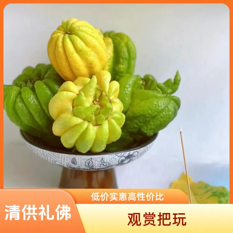 佛手香橼果香佛手柑果闻观赏清供把玩闻香柑鲜果食用