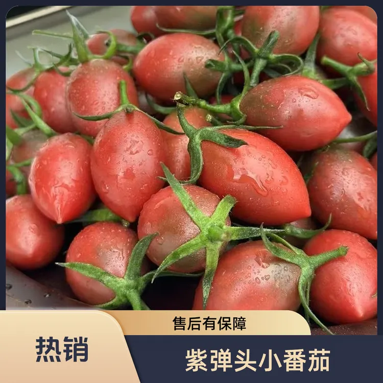 新鲜当季紫弹头小番茄圣女果酸甜多汁适合孕妇食用
